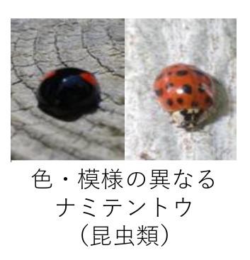 遺伝子の多様性の写真