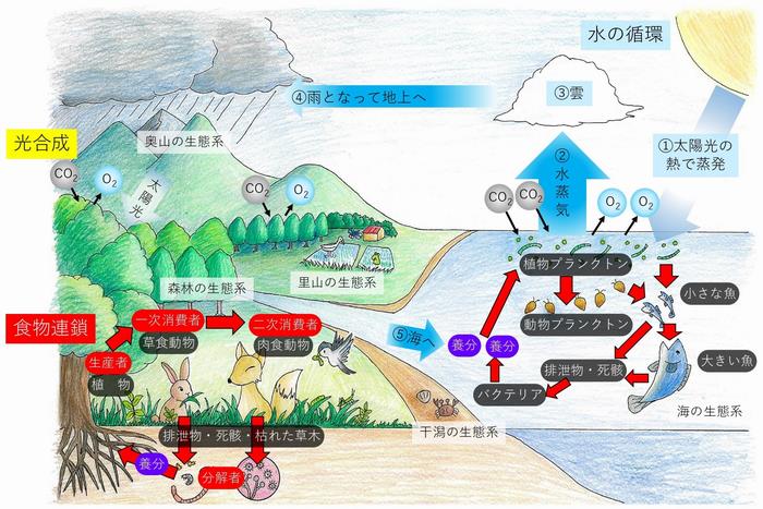 生きもののつながりのイラスト