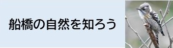 船橋の自然を知ろう