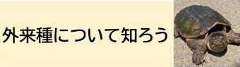 外来種について知ろう