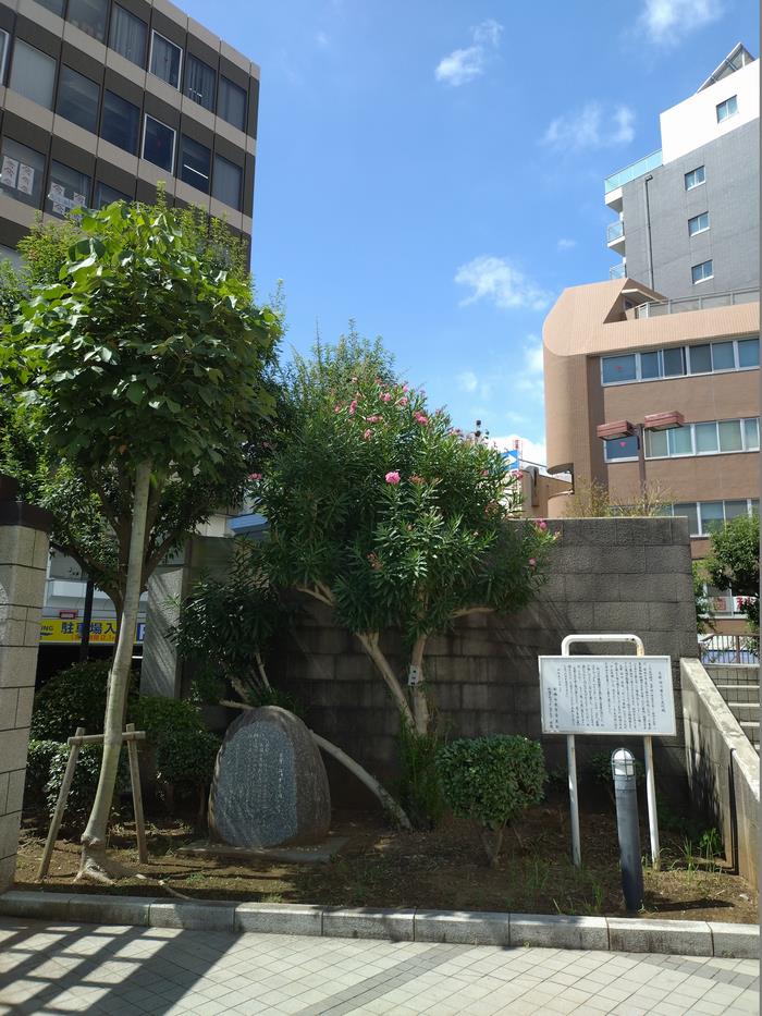 中央公民館前広場のキョウチクトウ
