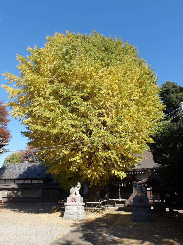 印内八坂神社のイチョウ黄色