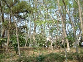 大穴新田市民の森写真1