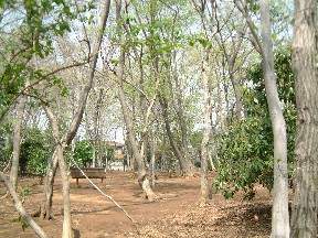高野台市民の森写真2