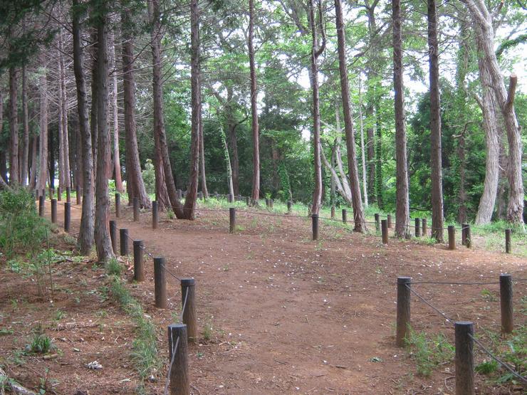 金杉さくら市民の森写真2