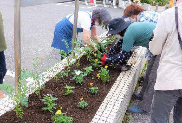 出張所定植の様子