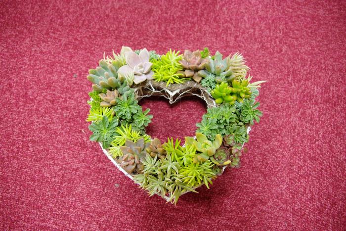 多肉植物で作るハートのリース