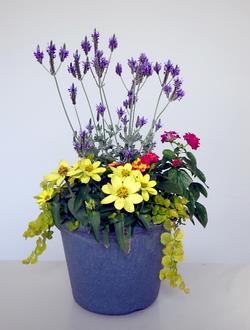 寄せ植え