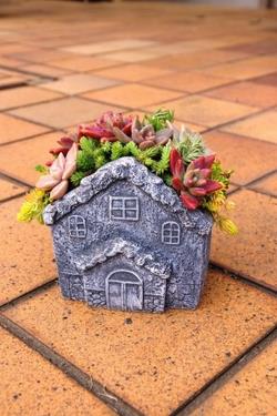 多肉植物の寄せ植えづくり