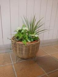 観葉植物の寄せ植え作り