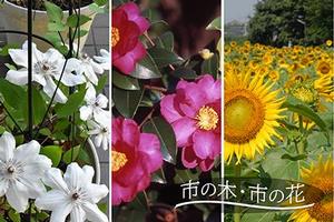 市の木・市の花