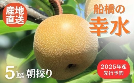 JAいちかわ 船橋梨選果場運営委員会「梨」