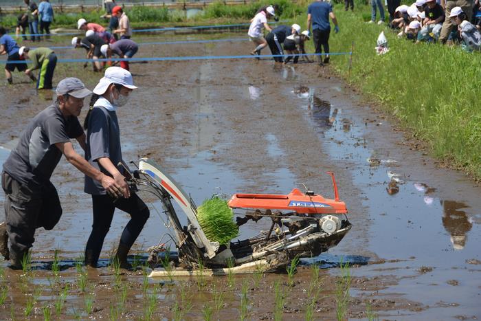 田植え