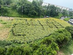 24竜