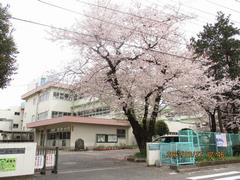 校庭にある桜