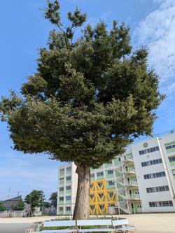 二宮小を見守るシンボル「けやきの木」