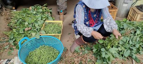 枝豆の仕分けは手作業で行われる