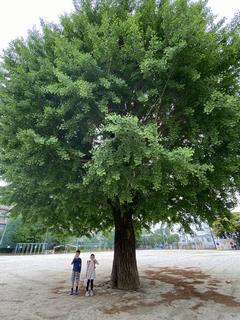 1年生の私と銀杏の木