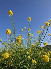 菜の花
