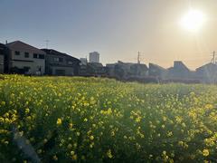 家の近くにある菜の花畑
