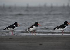 嘴と脚が赤いミヤコドリ
