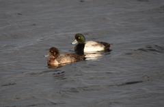 水面に浮ぶスズガモ