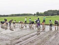 田植えの様子
