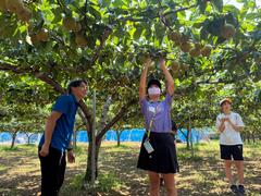 梨を収穫しました