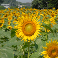 子供たちの夢を育む花「ひまわり」