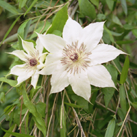 大切に守り育てる花「かざぐるま」