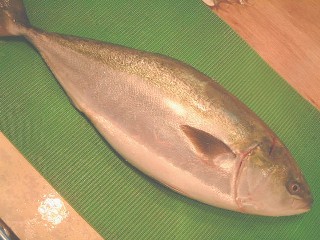 ブリ