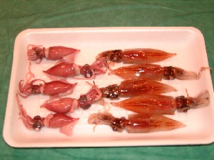 茹でたホタルイカと生のホタルイカ