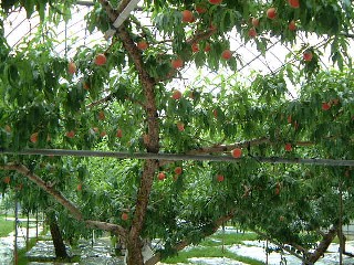 桃のハウス栽培1