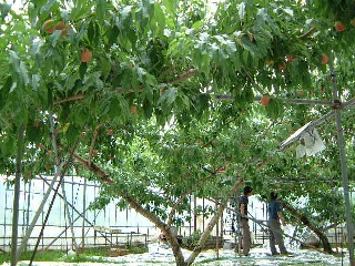 桃のハウス栽培2