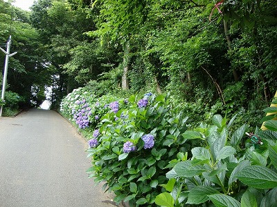 森に続く道も花と緑がいっぱい